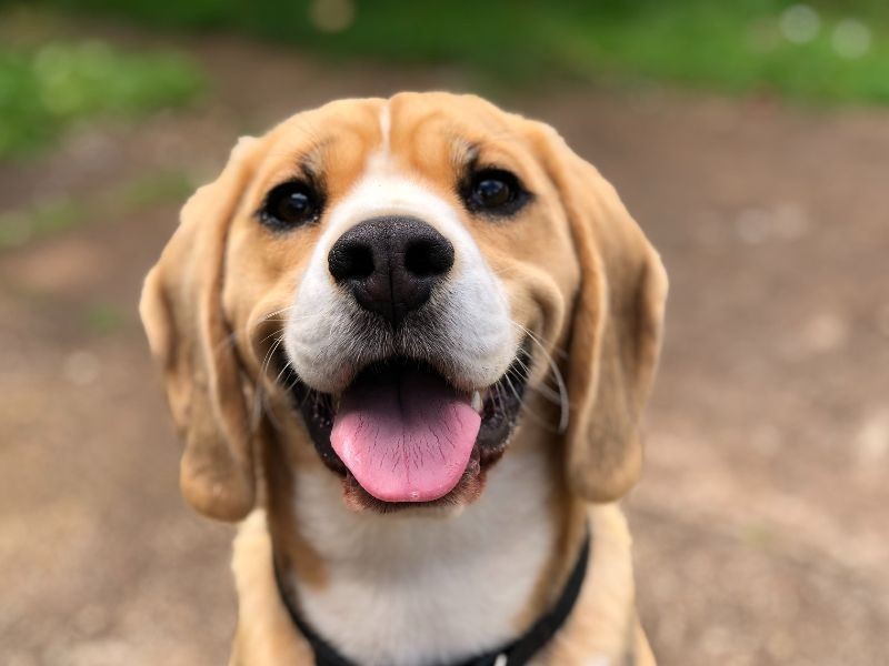 Twój pies okazuje radość - czy na pewno?